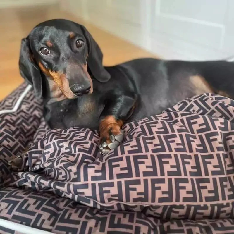 Dachshund Pendi Bed - Image 3