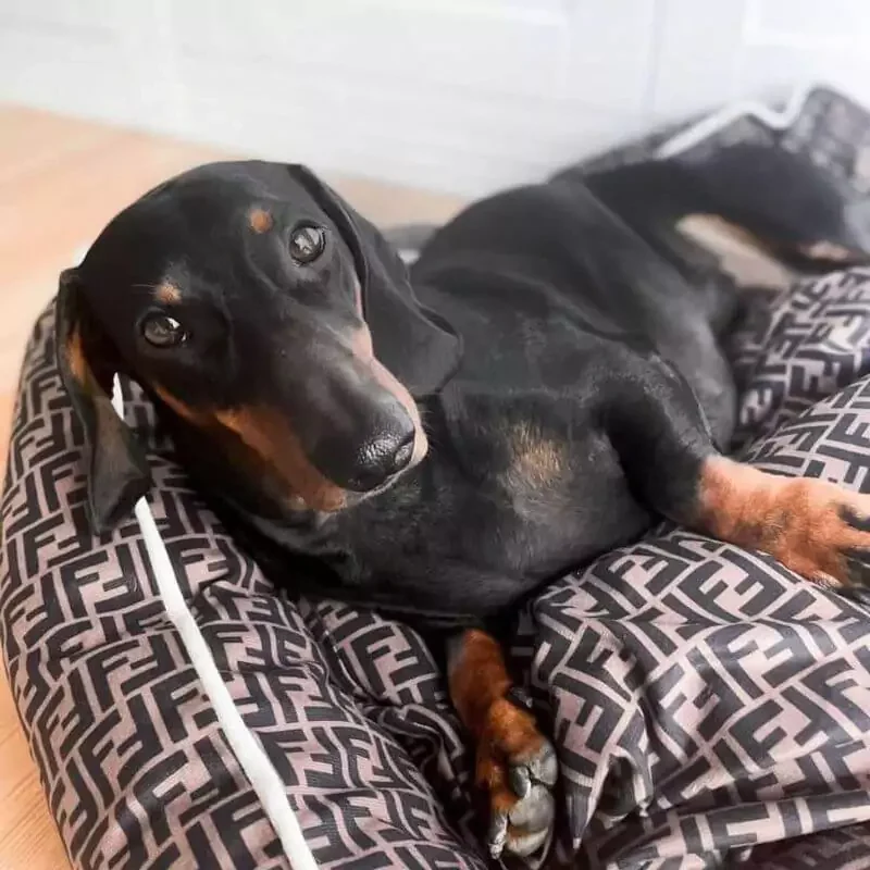 Dachshund Pendi Bed - Image 6