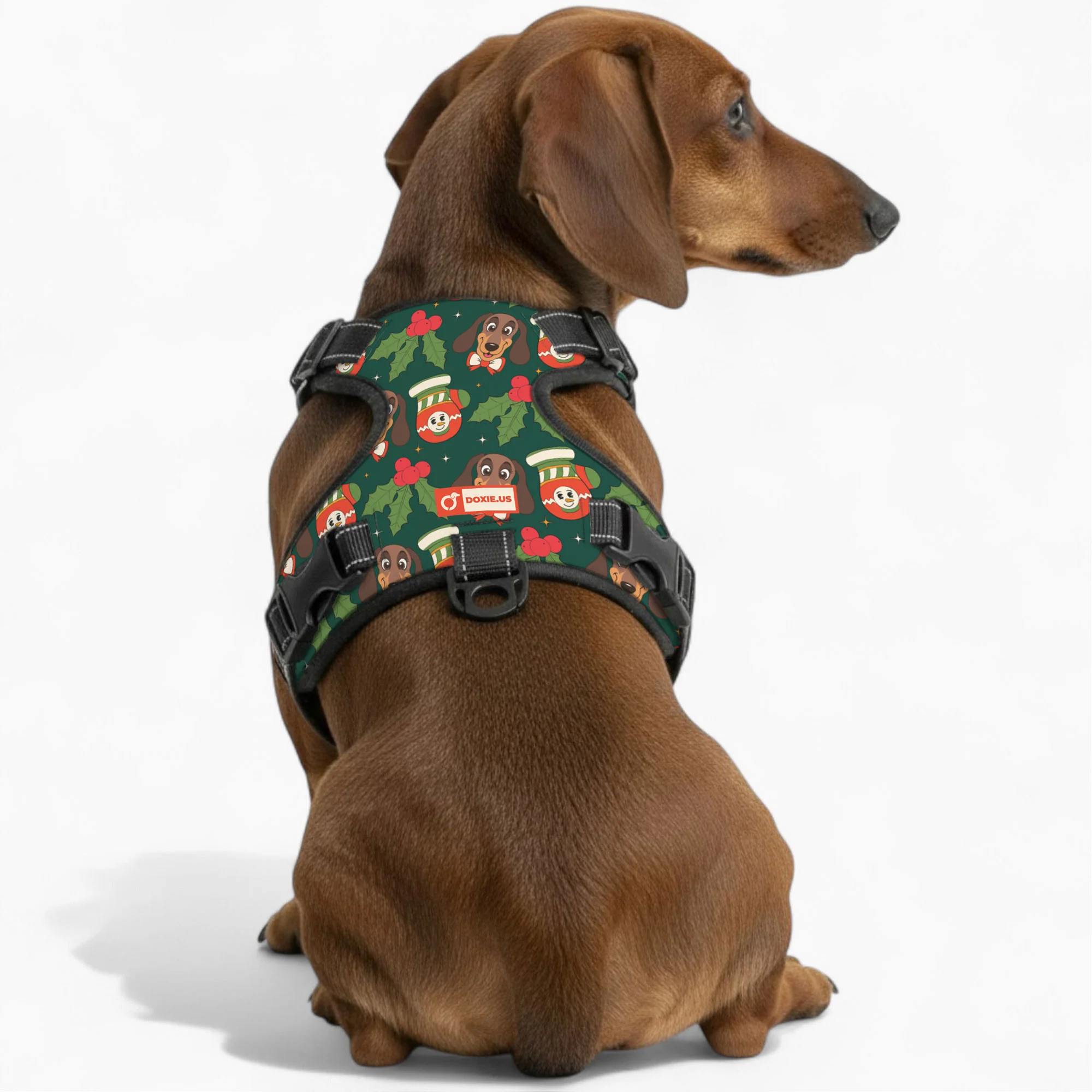 Bailey -  No-Pull Dachshund Dog Harness - Image 4