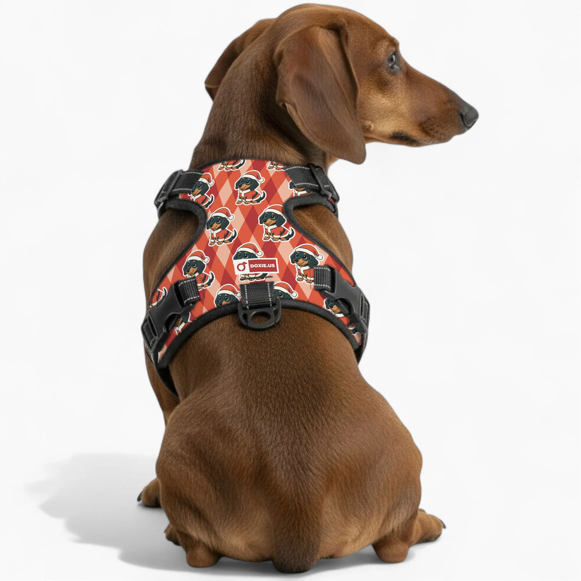 Jack -  No-Pull Dachshund Dog Harness - Image 3