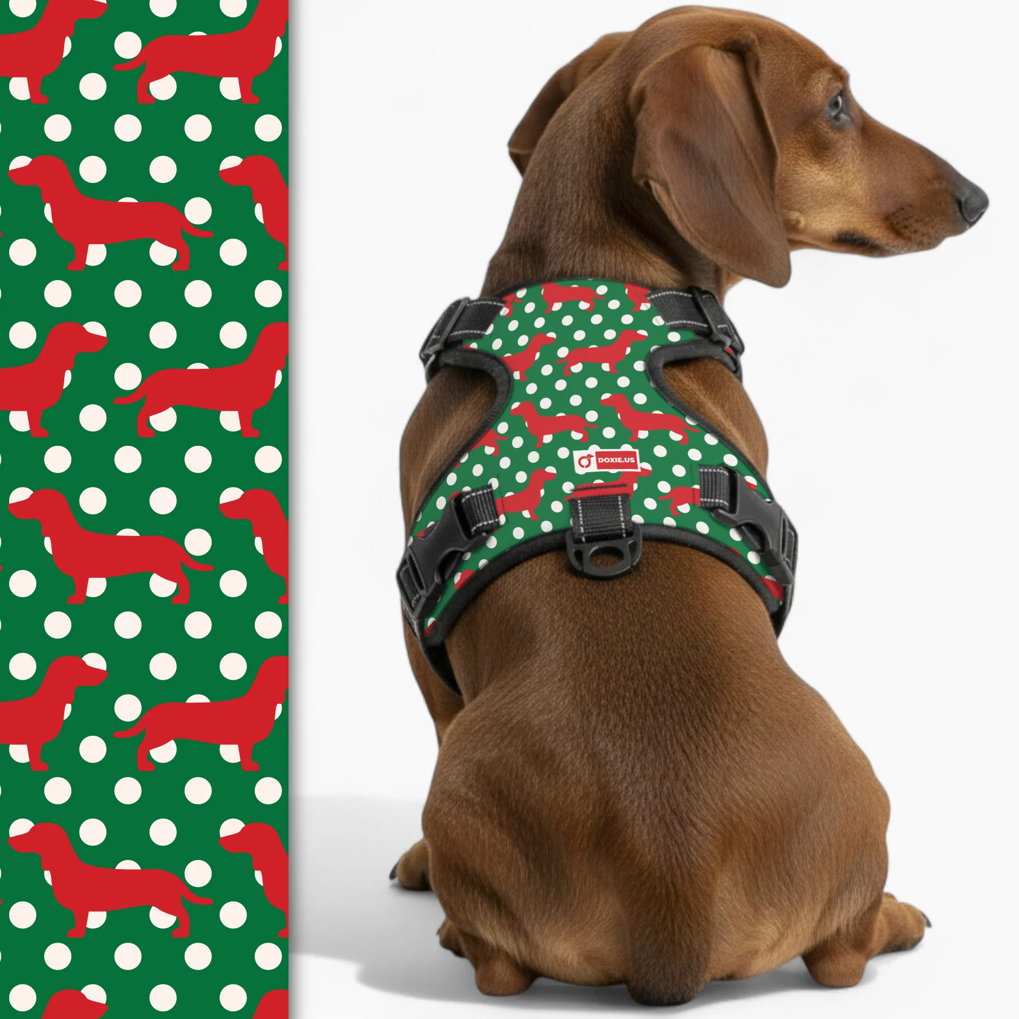 Harness for your dachshund