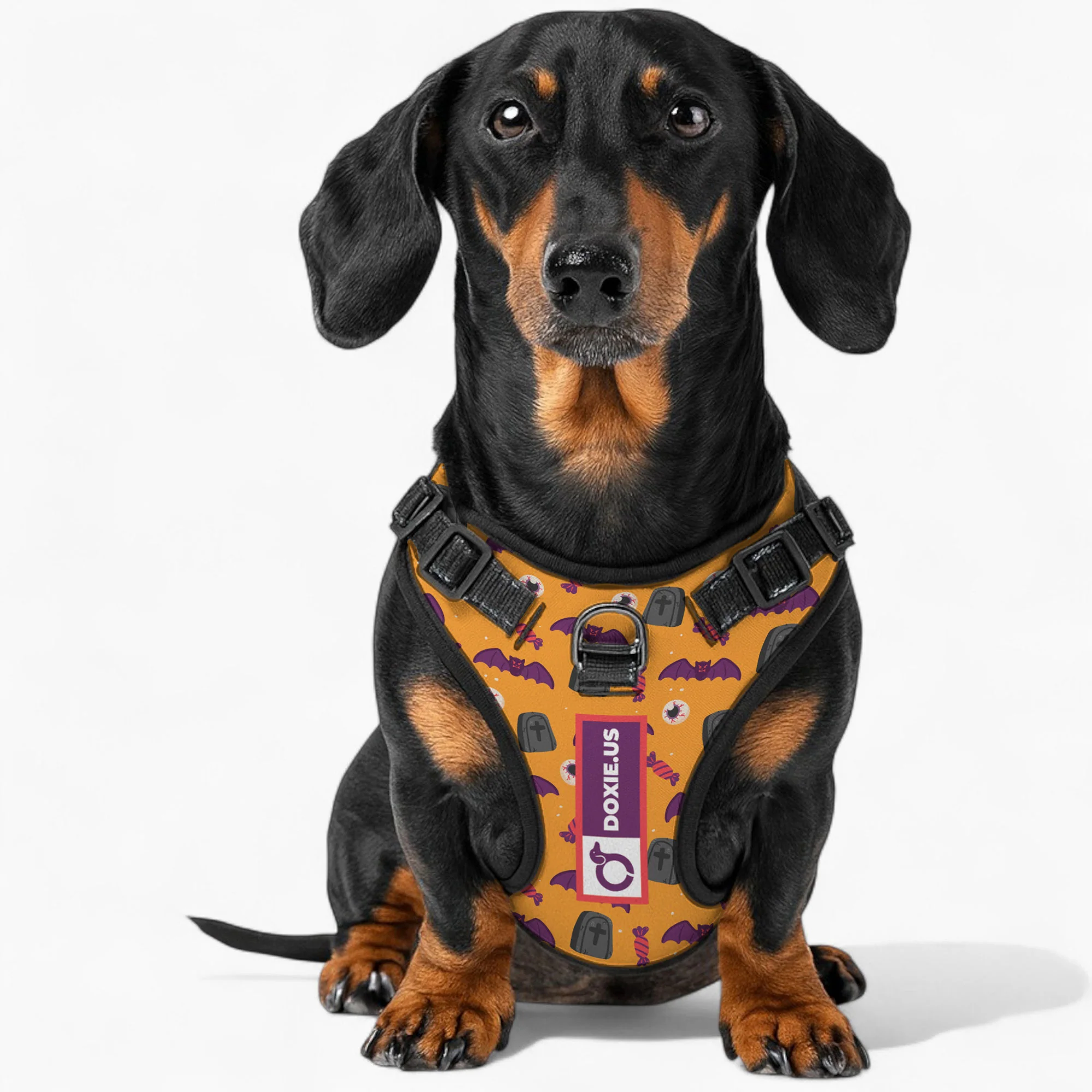 Maggie -  No-Pull Dachshund Dog Harness - Image 5