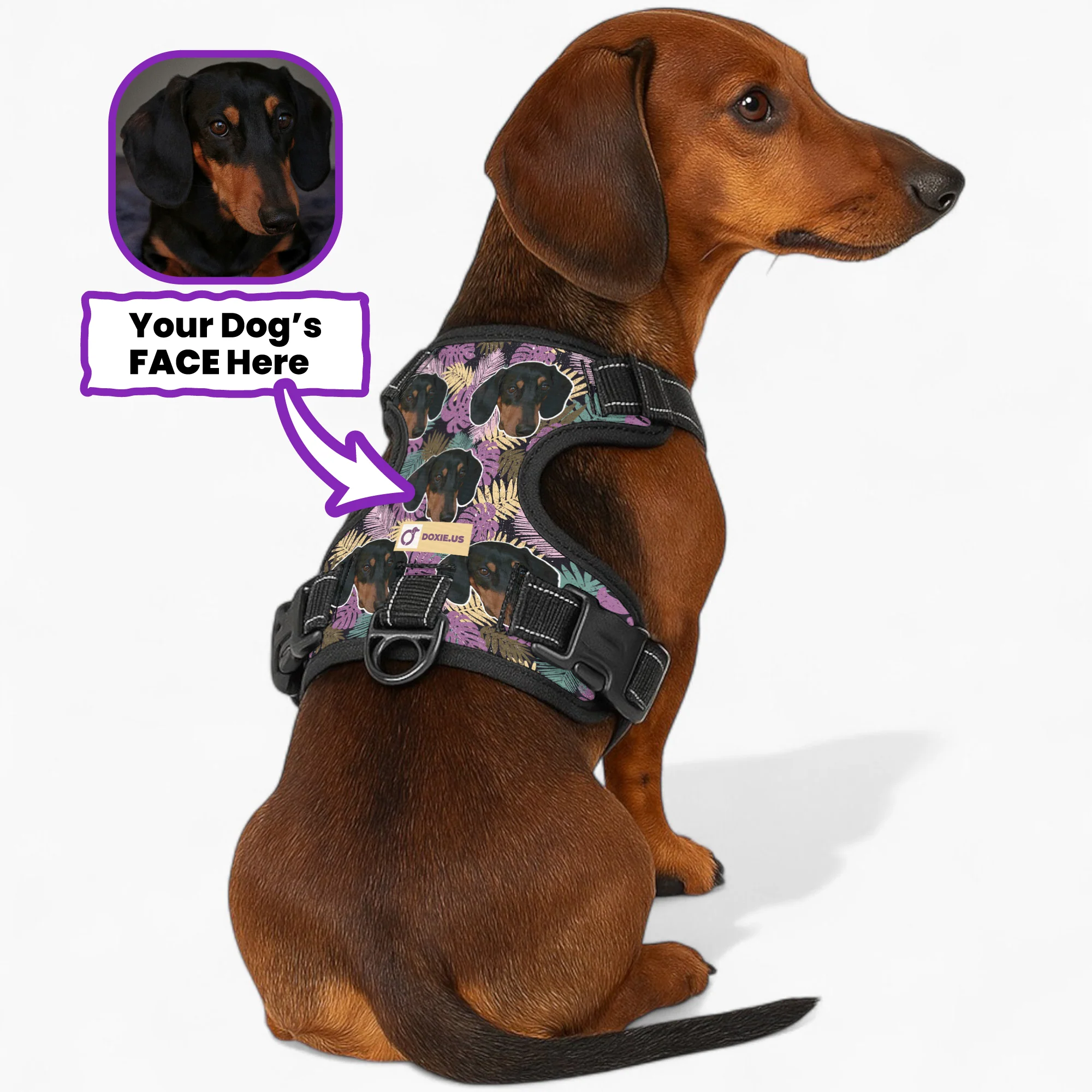 No-Pull Dachshund Dog Harness