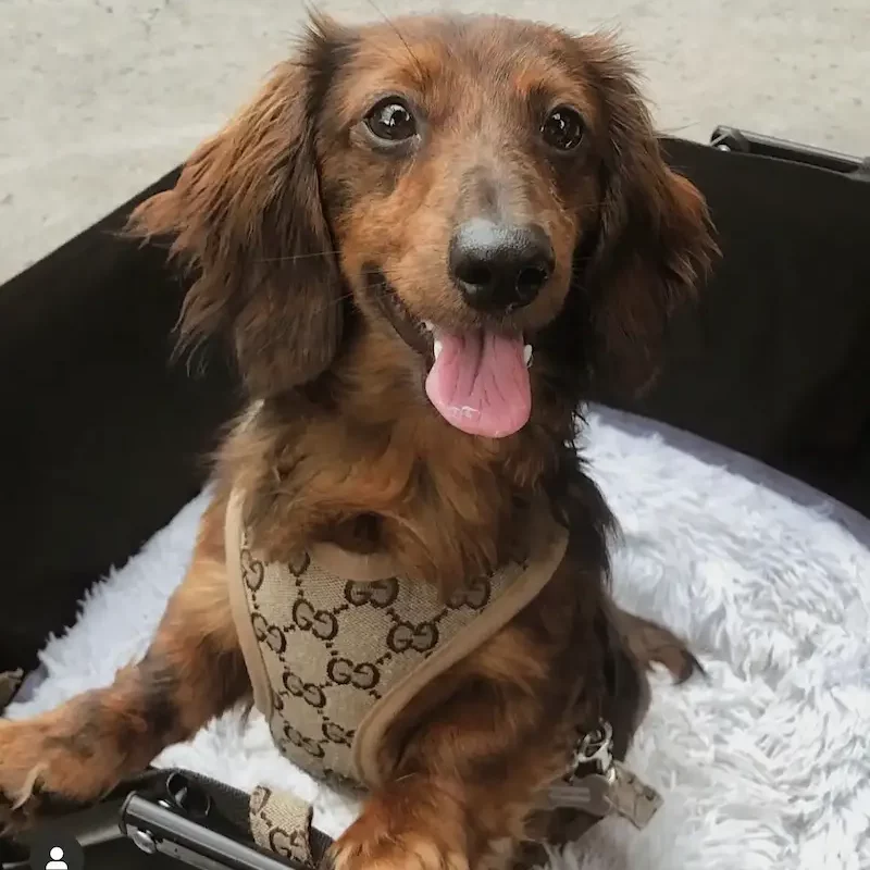 Premium Dachshund Harness and Leash Set - Image 7