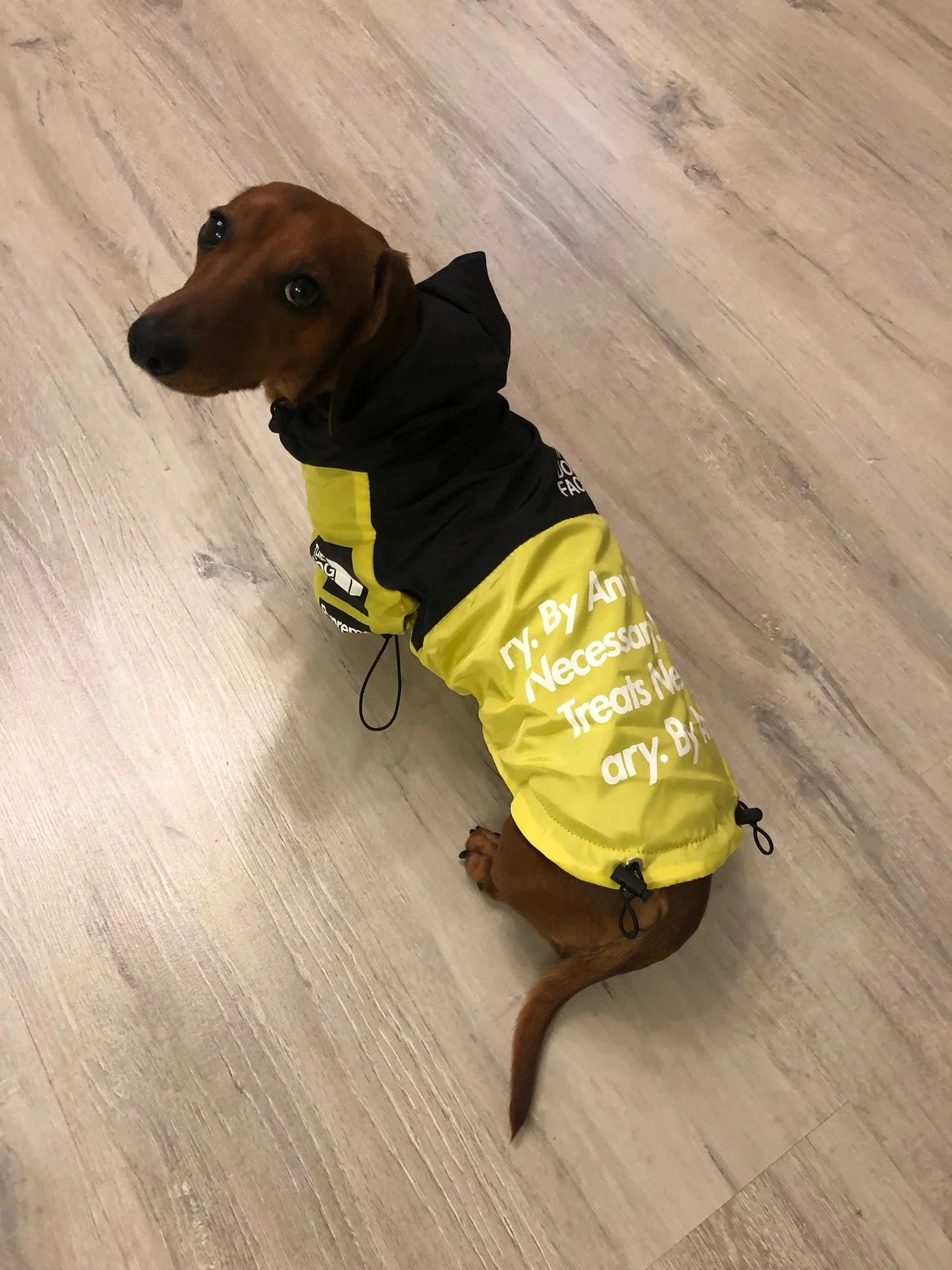 PupBreeze The Dog Face Dachshund Rain Jacket - Image 6