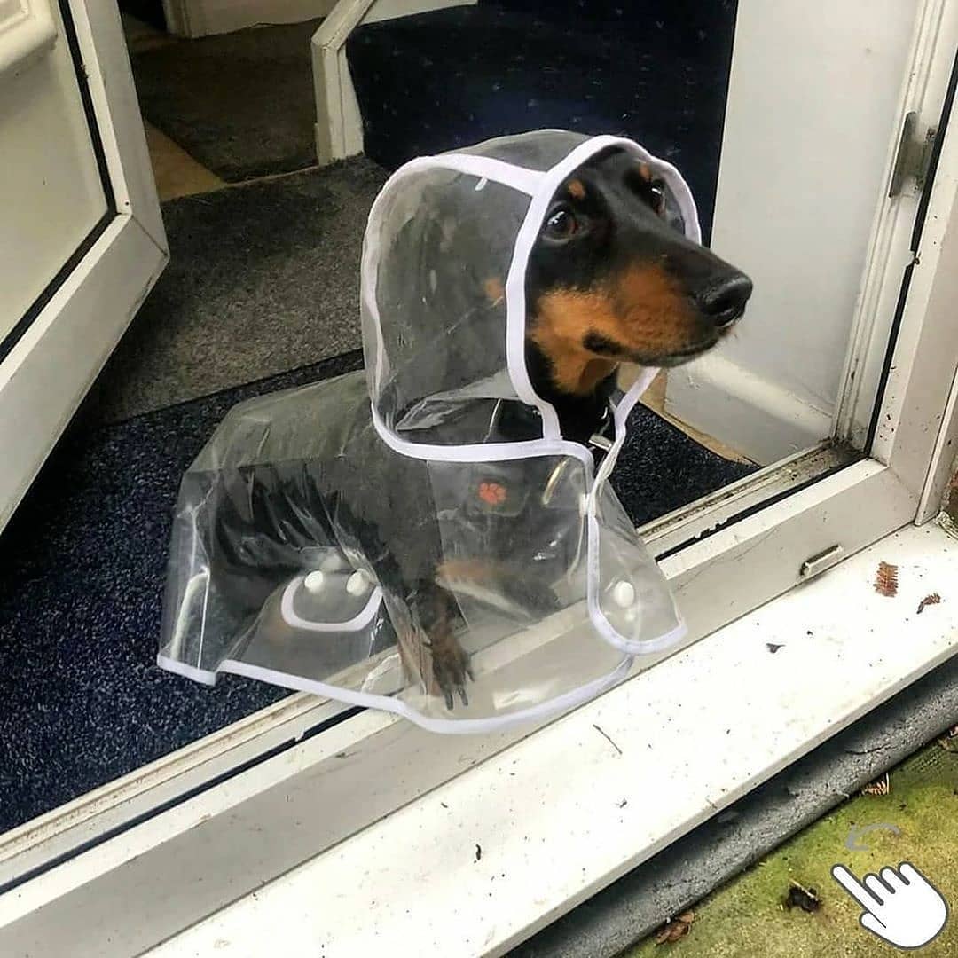 RainCoat for Dachshunds - Image 3