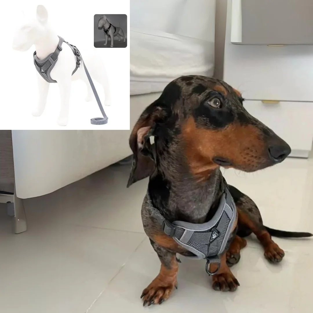 WagFree No Pull Doxie Harness and Leash Set - Image 8